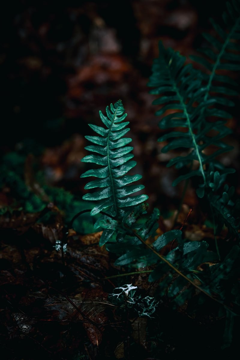 Mysterious Plant Paradises