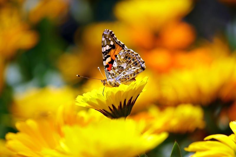 The Enchanted Botanical Garden