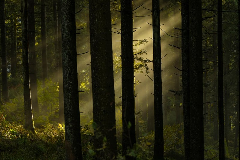 The Whispering Woods